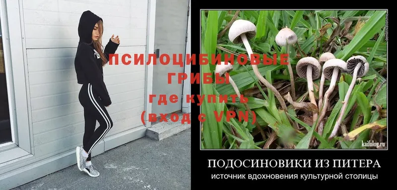 omg как войти  Ступино  Псилоцибиновые грибы Psilocybe 